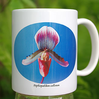 mug DS-010 Paph callosum 7029.jpg